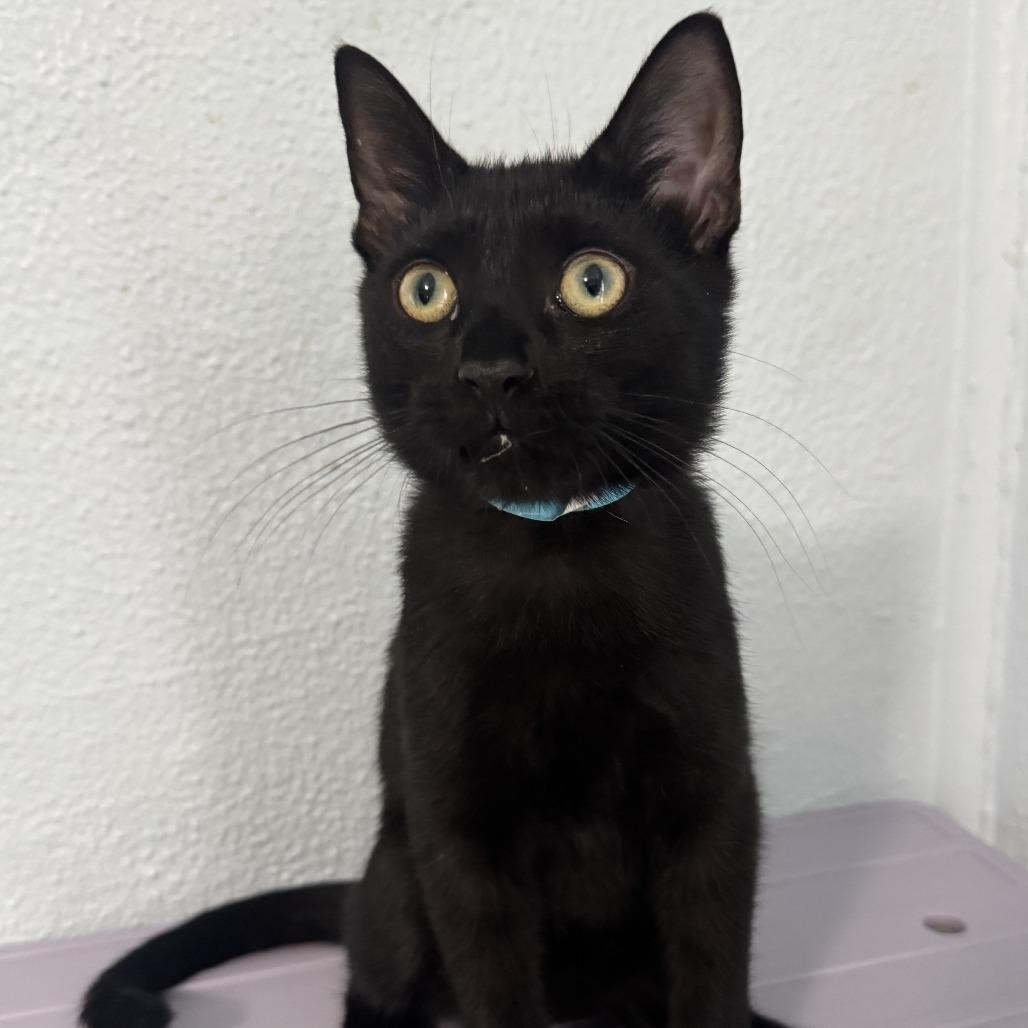Sebastian, a Adoptable Domestic Short Hair in Richland, MI image 2/6