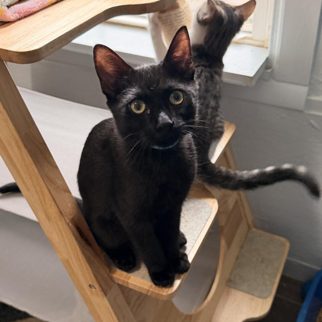 Sebastian, a Adoptable Domestic Short Hair in Richland, MI image 3/6