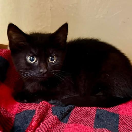 Sebastian, a Adoptable Domestic Short Hair in Richland, MI image 4/6