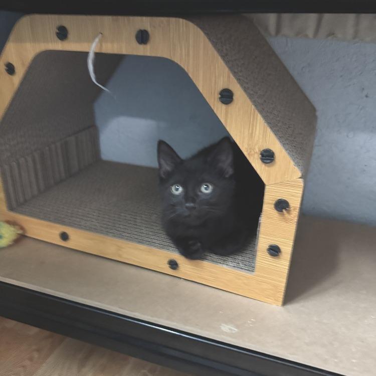 Sebastian, a Adoptable Domestic Short Hair in Richland, MI image 5/6