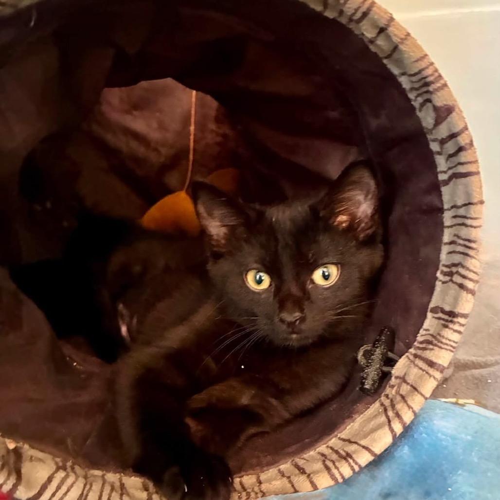 Sebastian, a Adoptable Domestic Short Hair in Richland, MI image 6/6