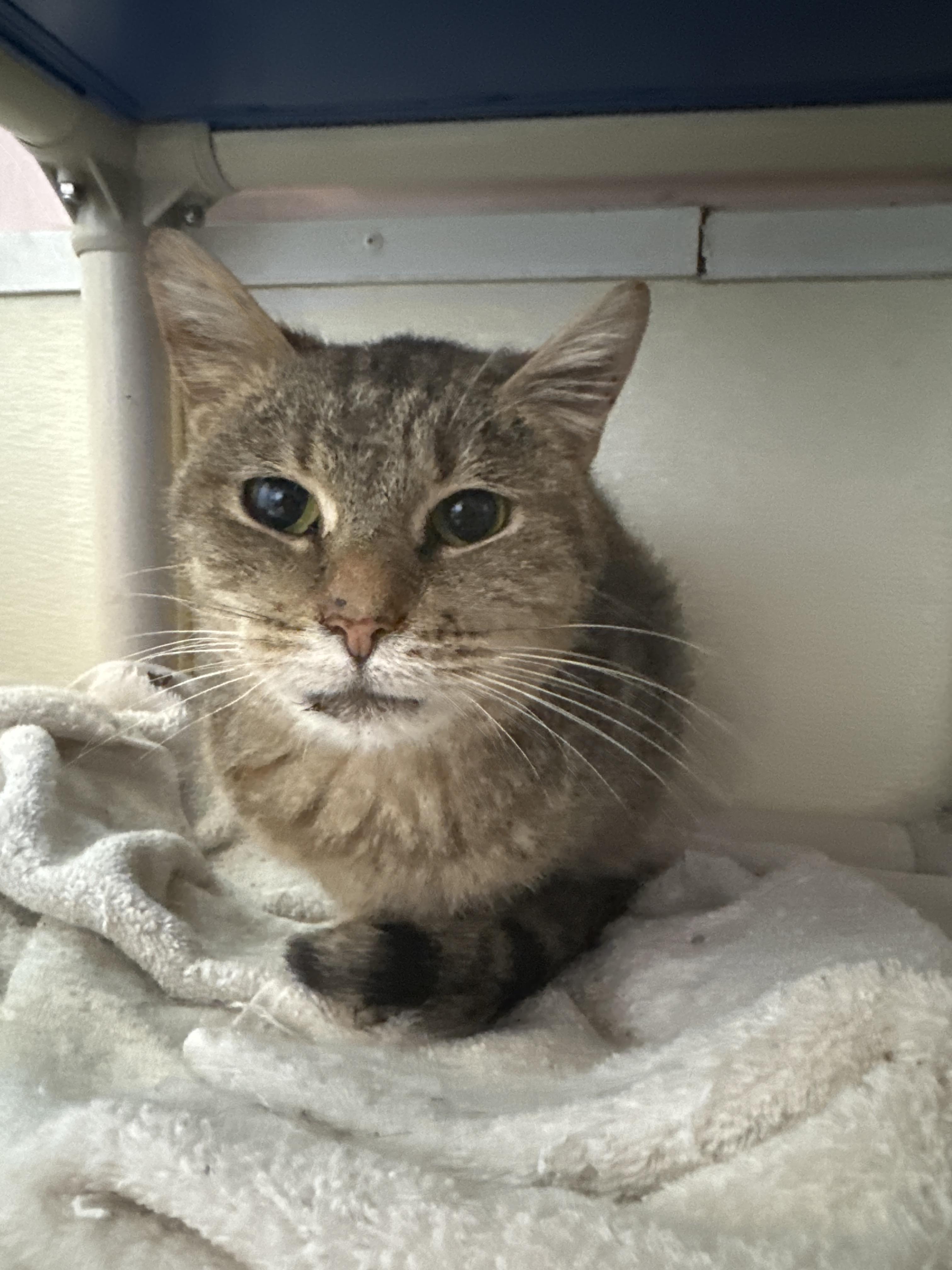 Enlarge Mary Ellen, a Adoptable Domestic Short Hair in Springfield, IL image 1/5