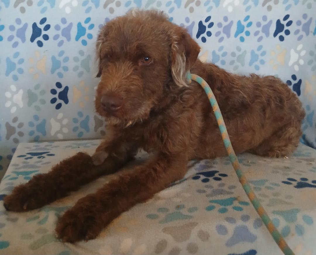 Enlarge Smokey, an adopted mixed breed in Mena, AR image 2/2