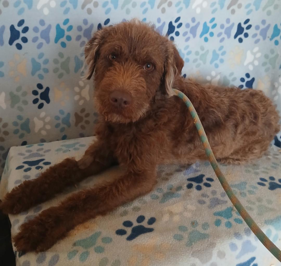 Enlarge Smokey, an adopted mixed breed in Mena, AR image 1/2