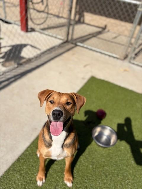 Turtle , a ADOPTABLE Hound in Fayetteville, AR image 5/6