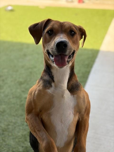 Turtle , a ADOPTABLE Hound in Fayetteville, AR image 4/6