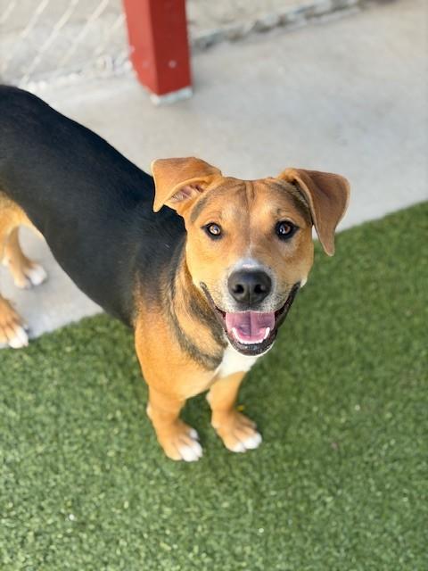 Turtle , a ADOPTABLE Hound in Fayetteville, AR image 6/6