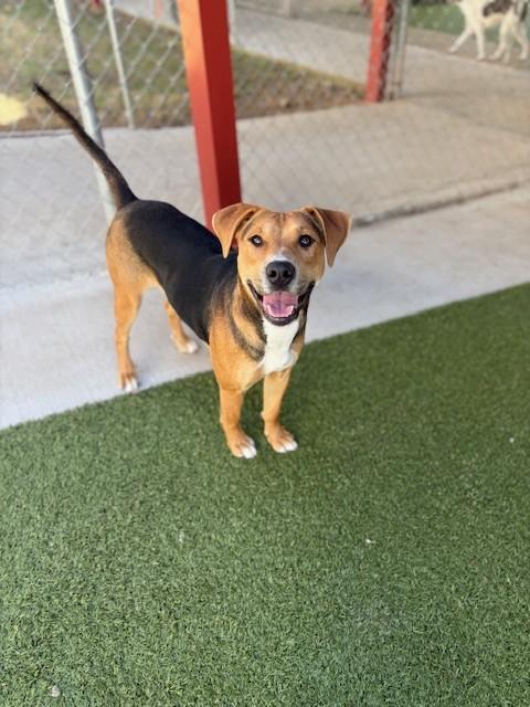 Turtle , a ADOPTABLE Hound in Fayetteville, AR image 2/6