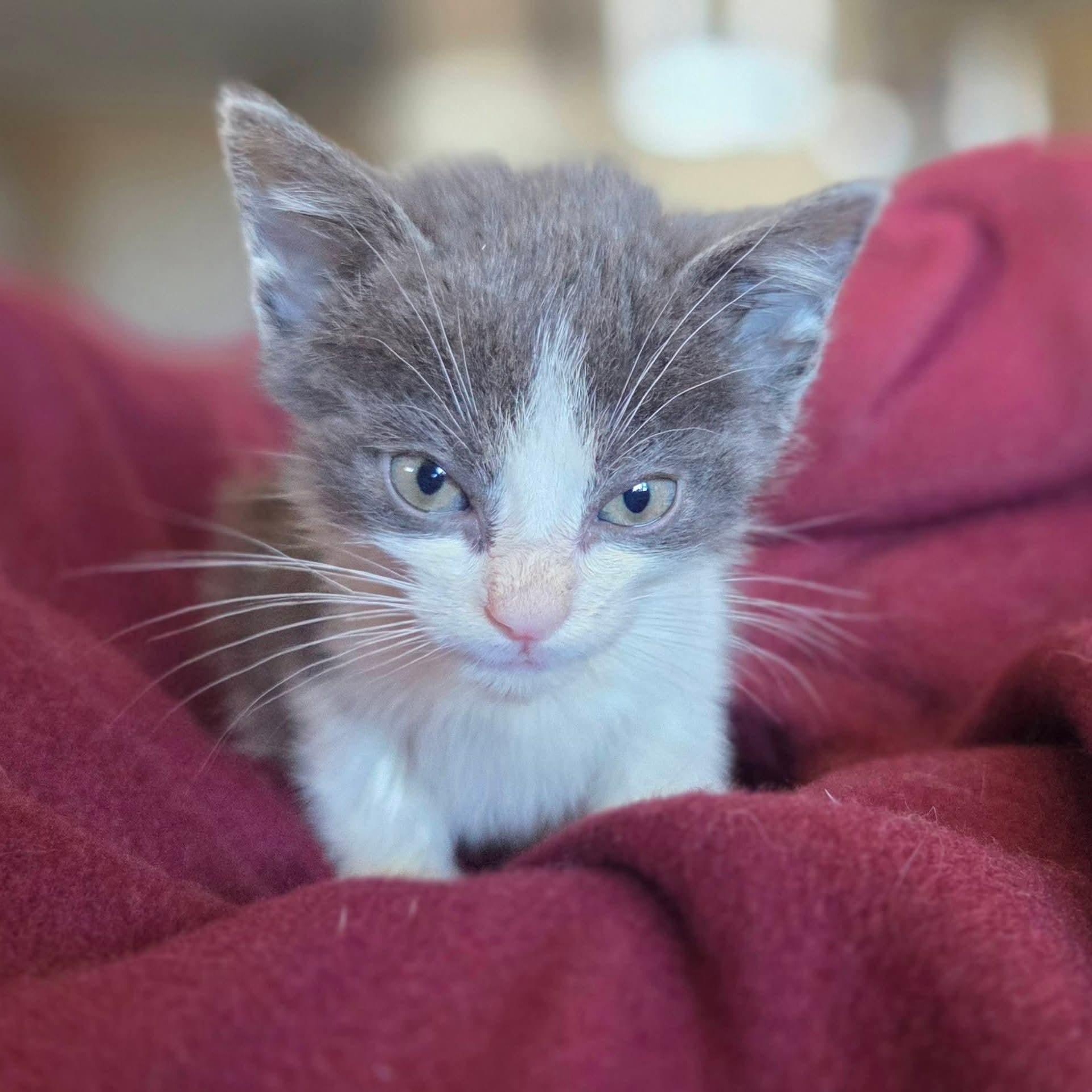 Senna, a Adoptable Domestic Short Hair in Moriches, NY image 2/4