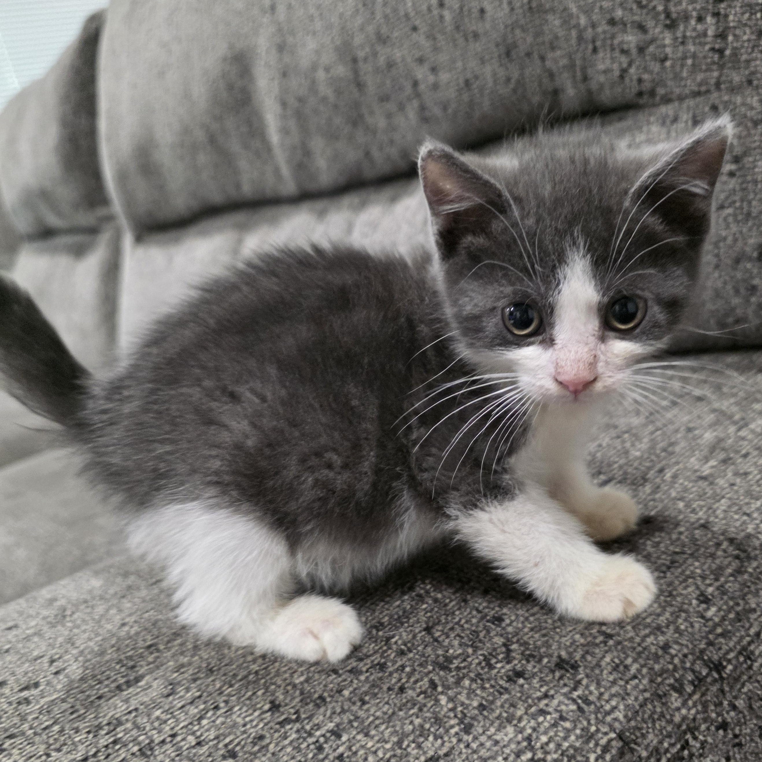 Senna, a Adoptable Domestic Short Hair in Moriches, NY image 3/4