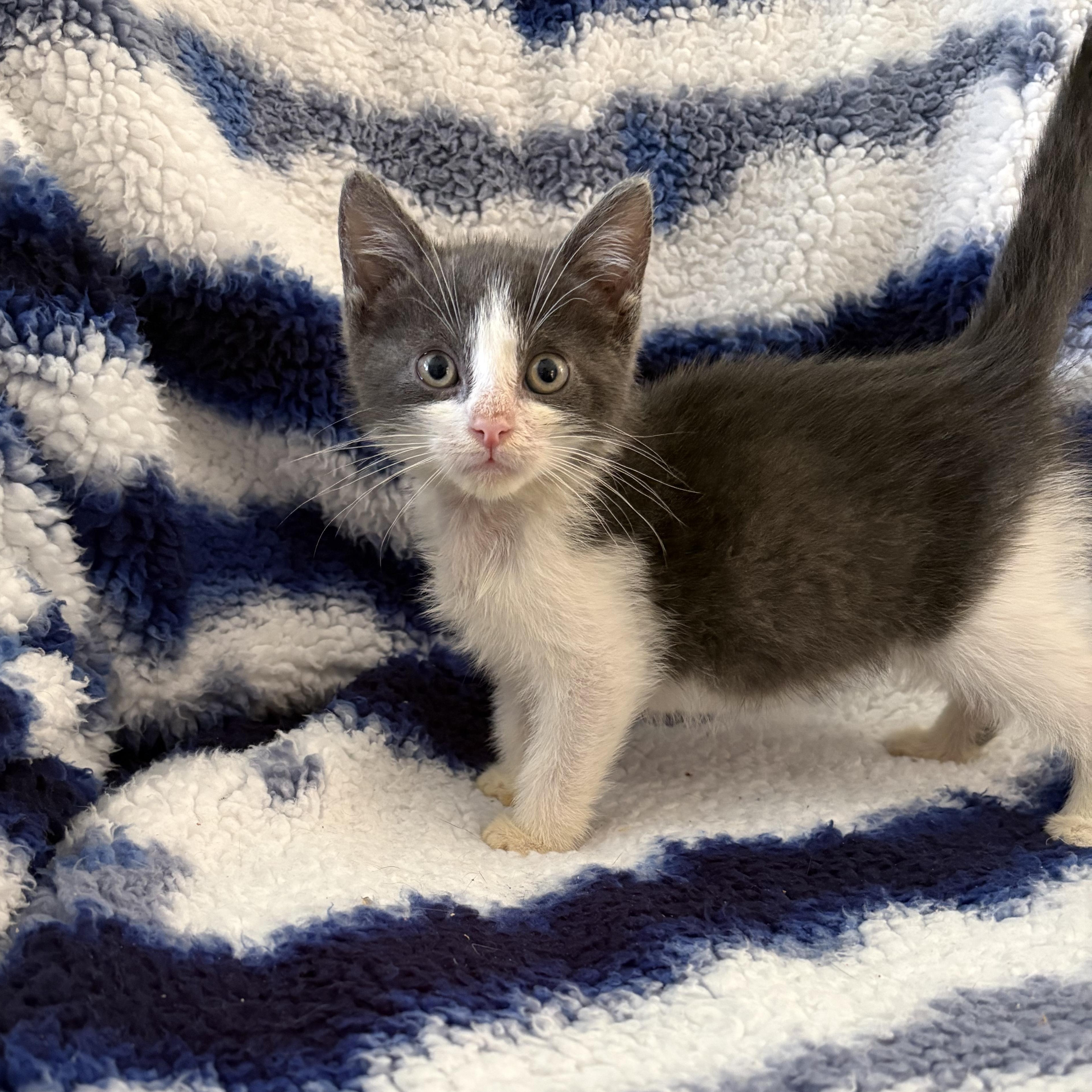 Senna, Adoptable, Kitten Female Domestic Short Hair.