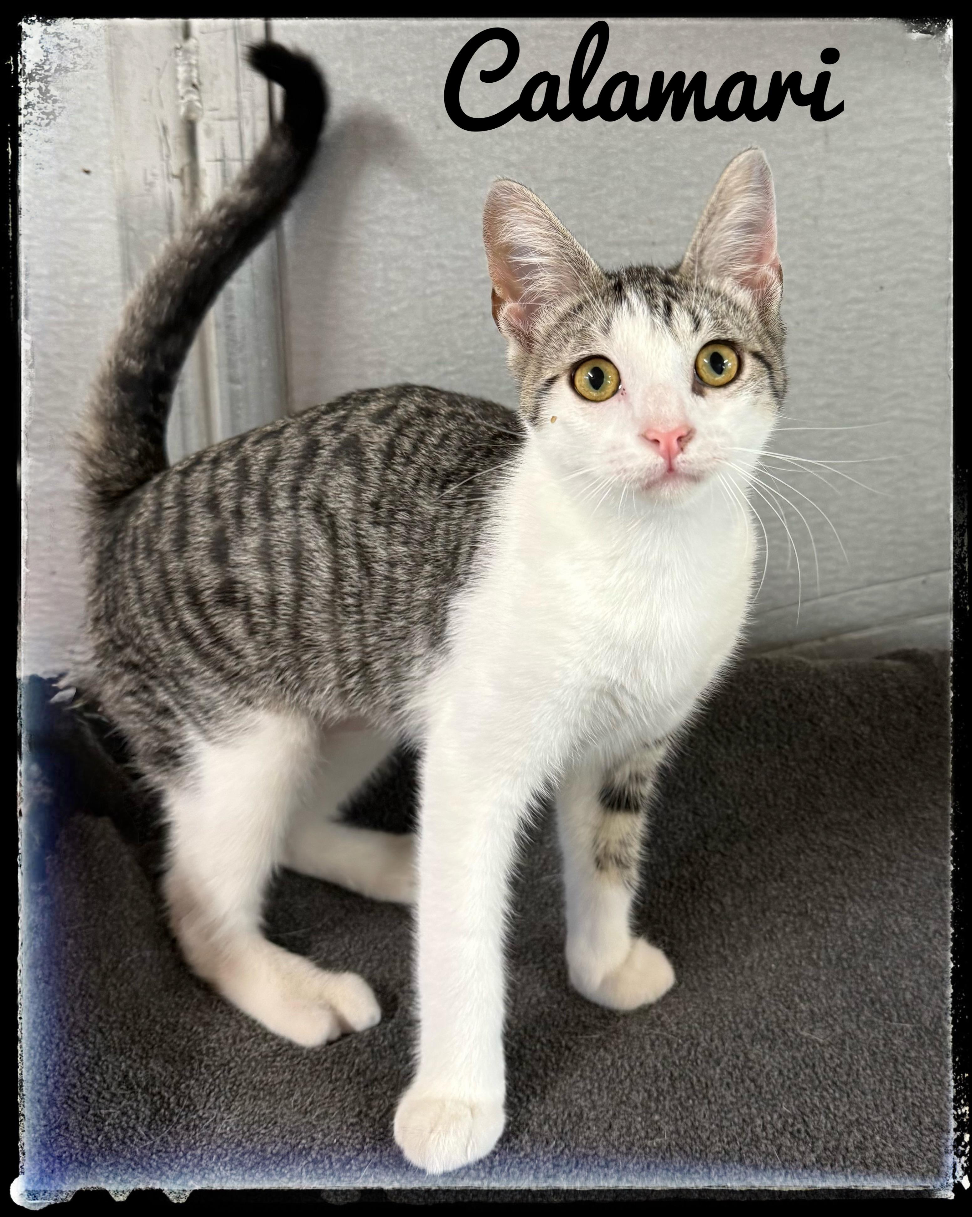 Calamari, Adoptable, Kitten Female Domestic Short Hair.