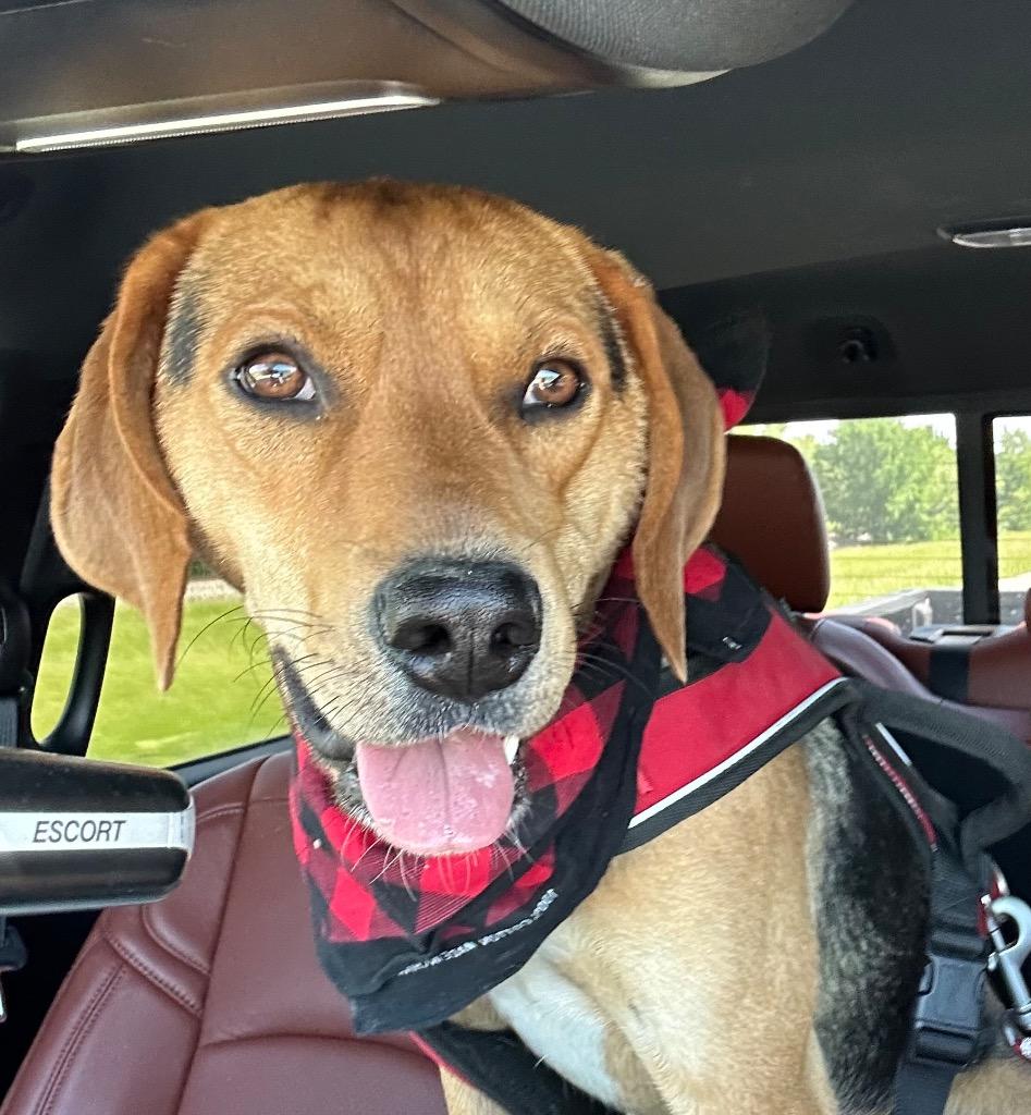 Otis, a Adoptable mixed breed in Claremore, OK image 2/4