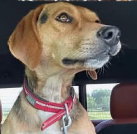 Otis, a Adoptable mixed breed in Claremore, OK image 4/4