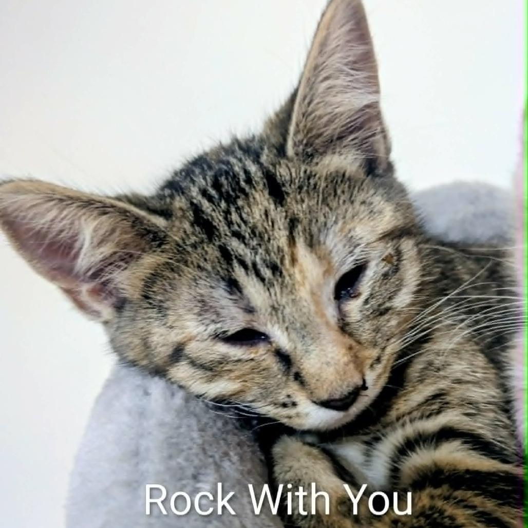Rock With You, Adoptable, Kitten Female Domestic Short Hair.