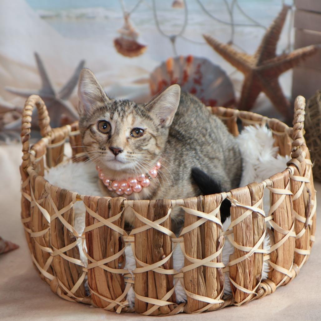 Rock With You, Adoptable, Kitten Female Domestic Short Hair.