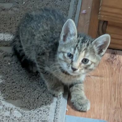 Rock With You, a Adoptable Domestic Short Hair in FAIRWAY, KS image 2/2