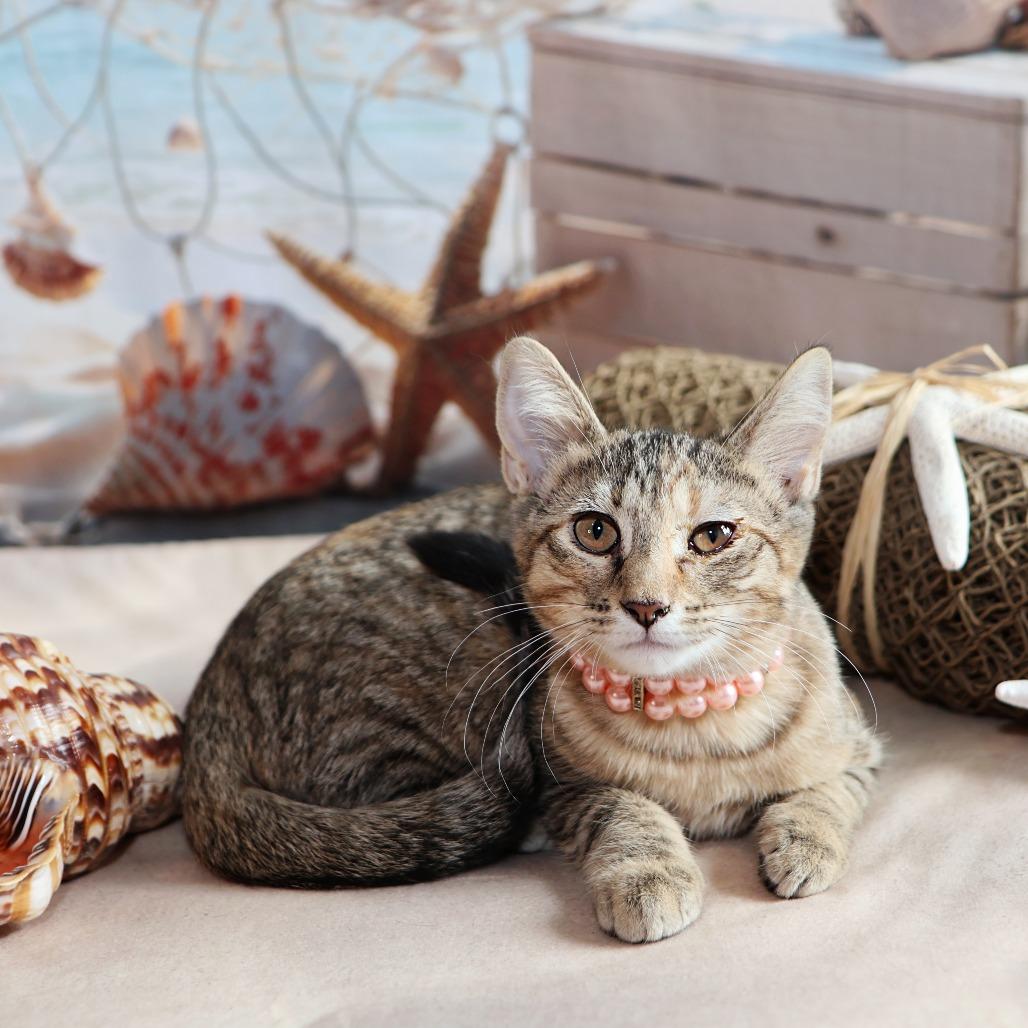 Rock With You, a Adoptable Domestic Short Hair in FAIRWAY, KS image 2/6