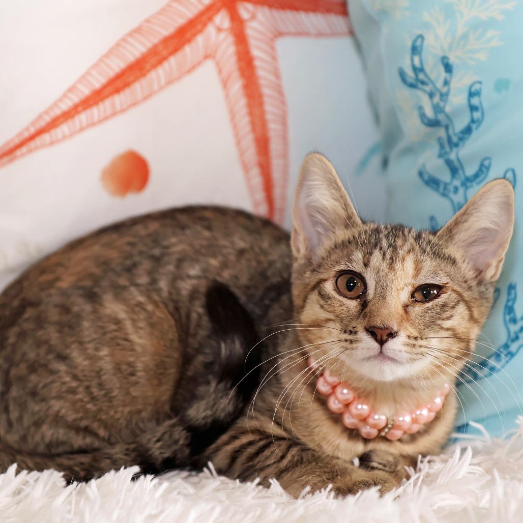 Rock With You, a Adoptable Domestic Short Hair in FAIRWAY, KS image 3/6