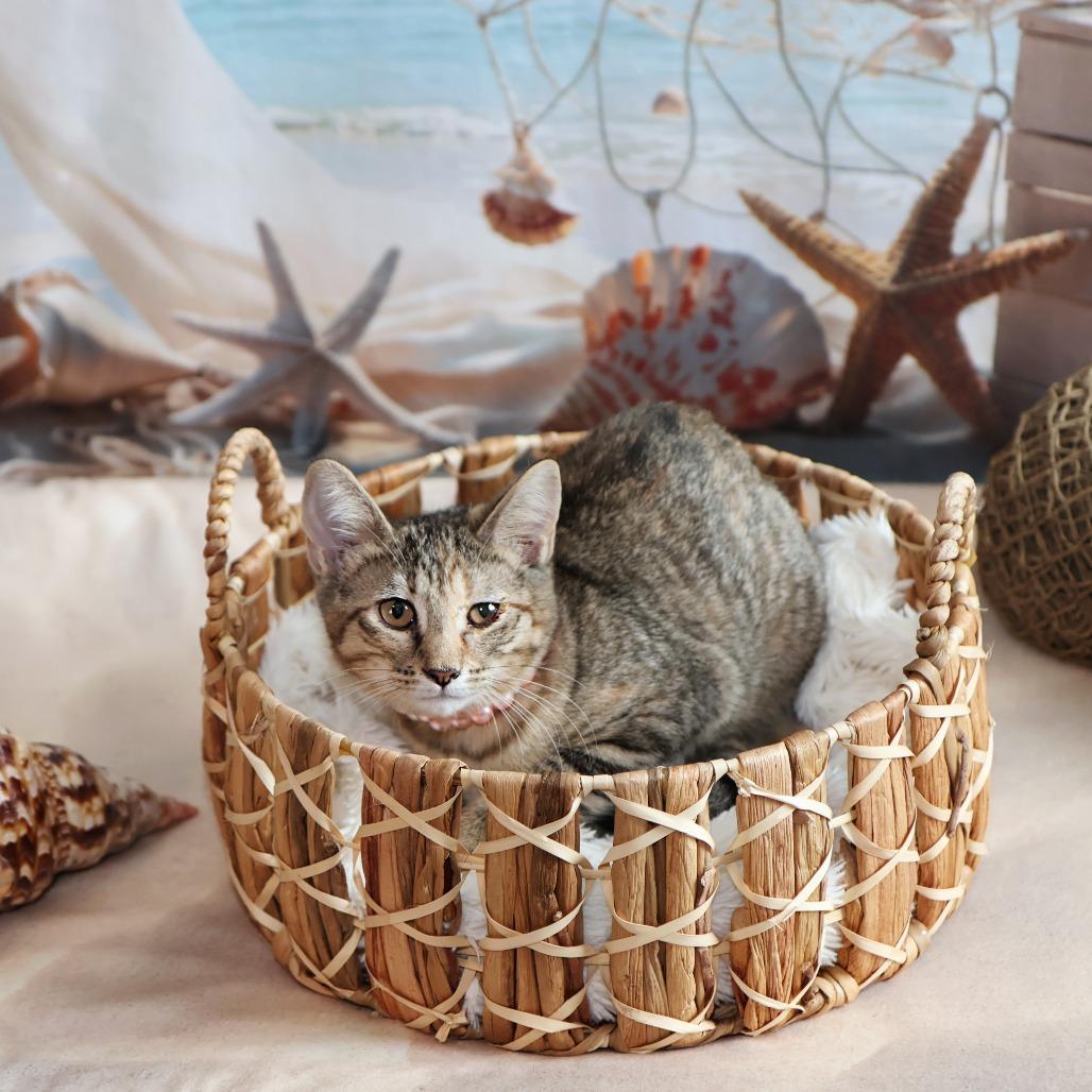 Rock With You, a Adoptable Domestic Short Hair in FAIRWAY, KS image 4/6