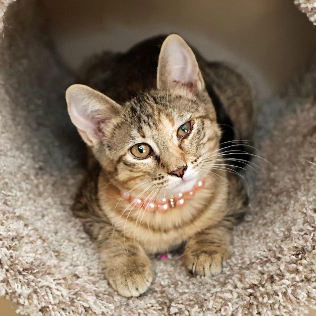 Rock With You, a Adoptable Domestic Short Hair in FAIRWAY, KS image 5/6
