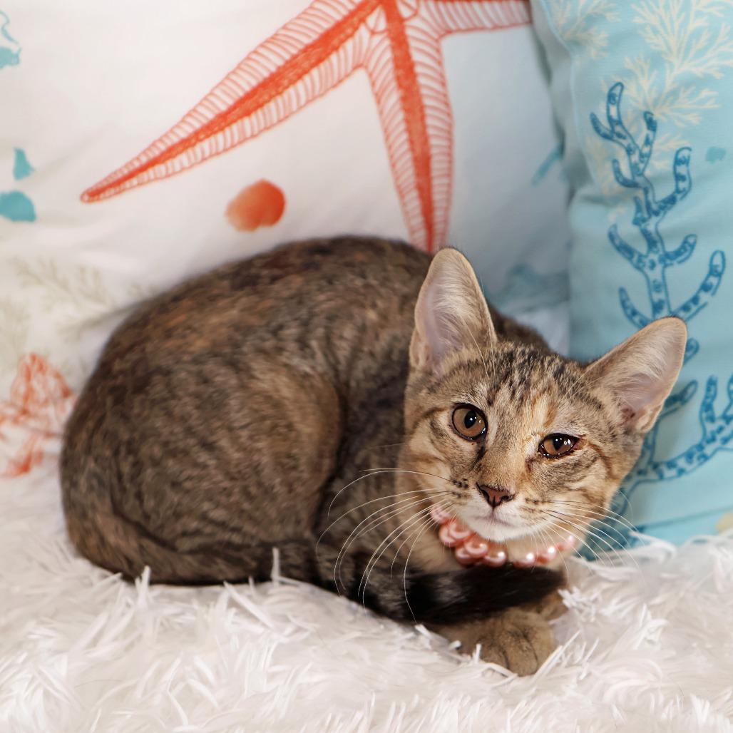 Rock With You, a Adoptable Domestic Short Hair in FAIRWAY, KS image 6/6