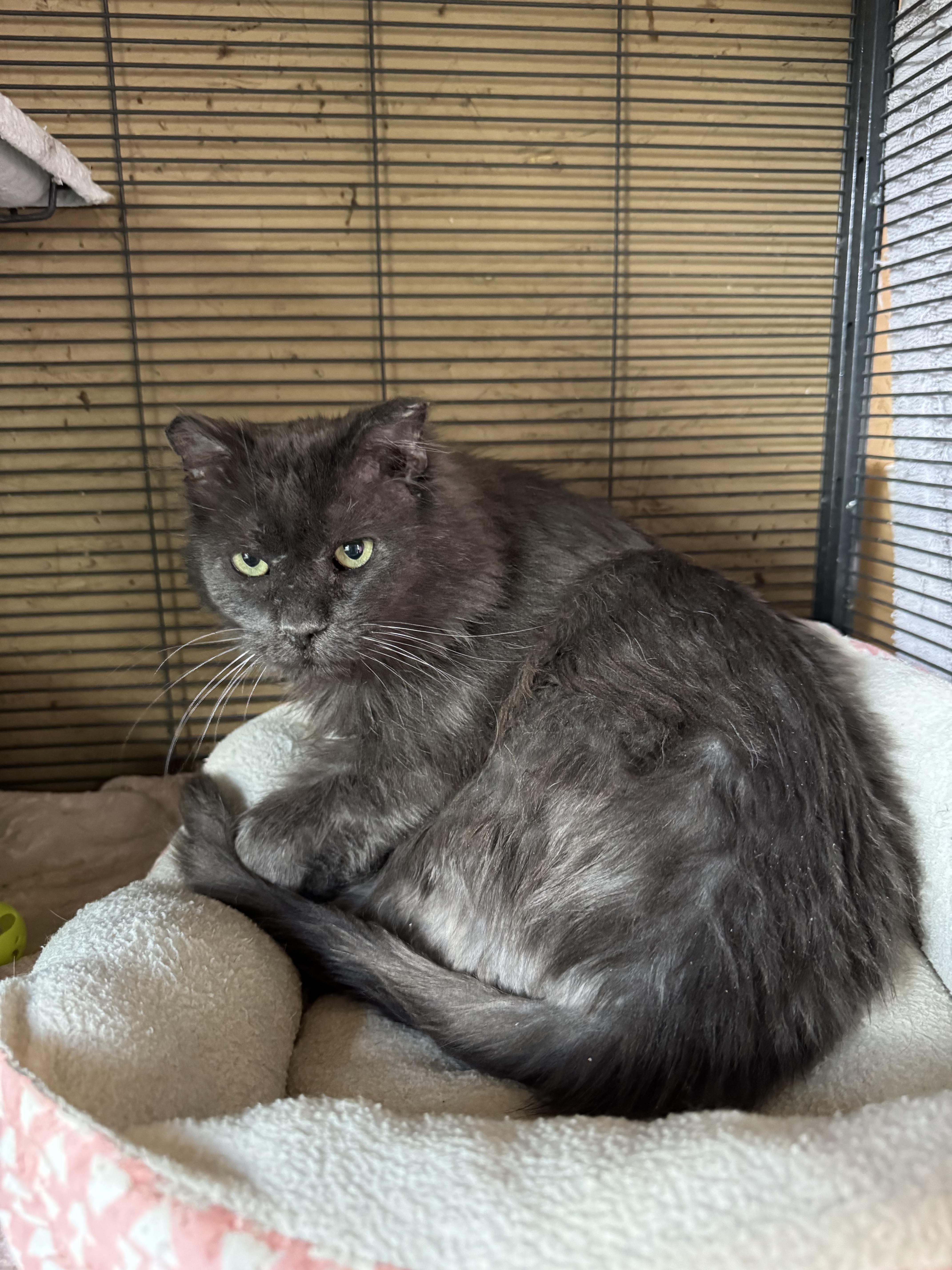 Rocky Balboa, ADOPTABLE, Senior Male Domestic Medium Hair.