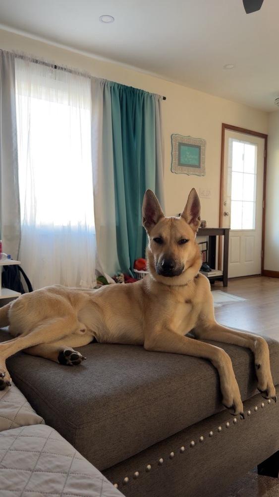 Kevin, Adoptable, Adult Male Shepherd.