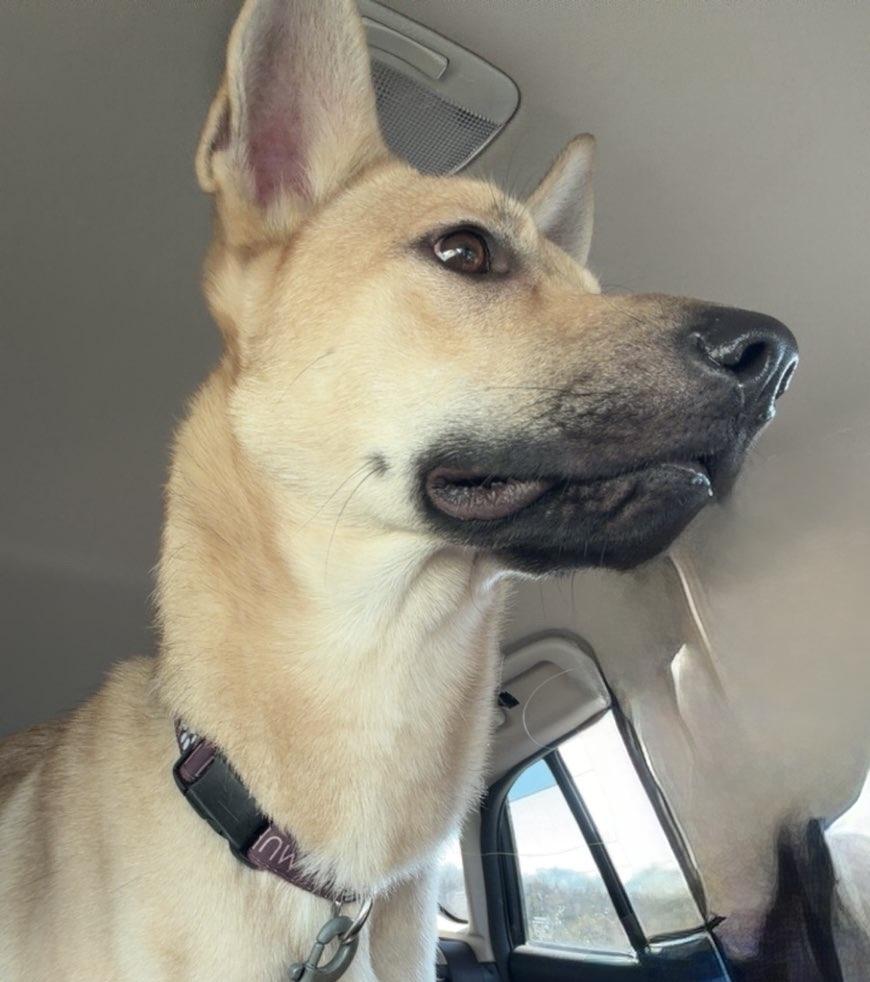 Enlarge Kevin, a Adoptable mixed breed in Irwin, PA image 2/6