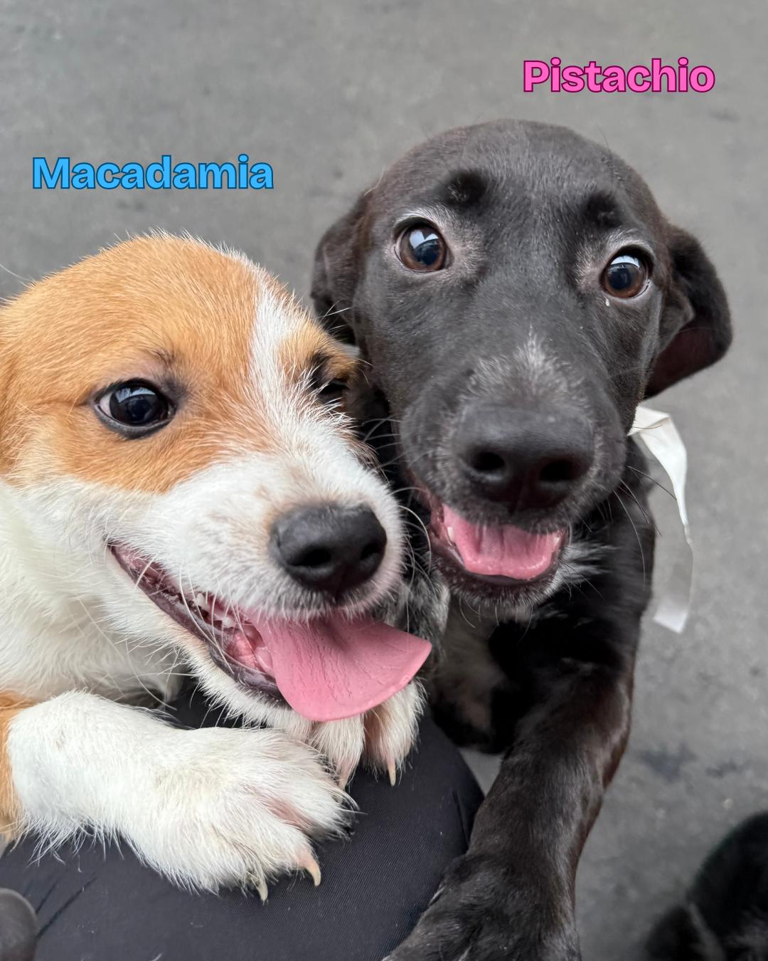 Pistachio, a Adoptable mixed breed in Fredericksburg, VA image 3/6