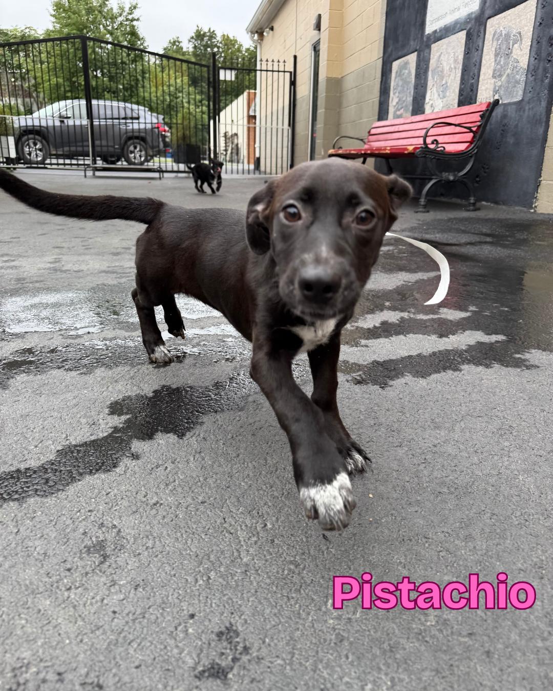Pistachio, a Adoptable mixed breed in Fredericksburg, VA image 5/6