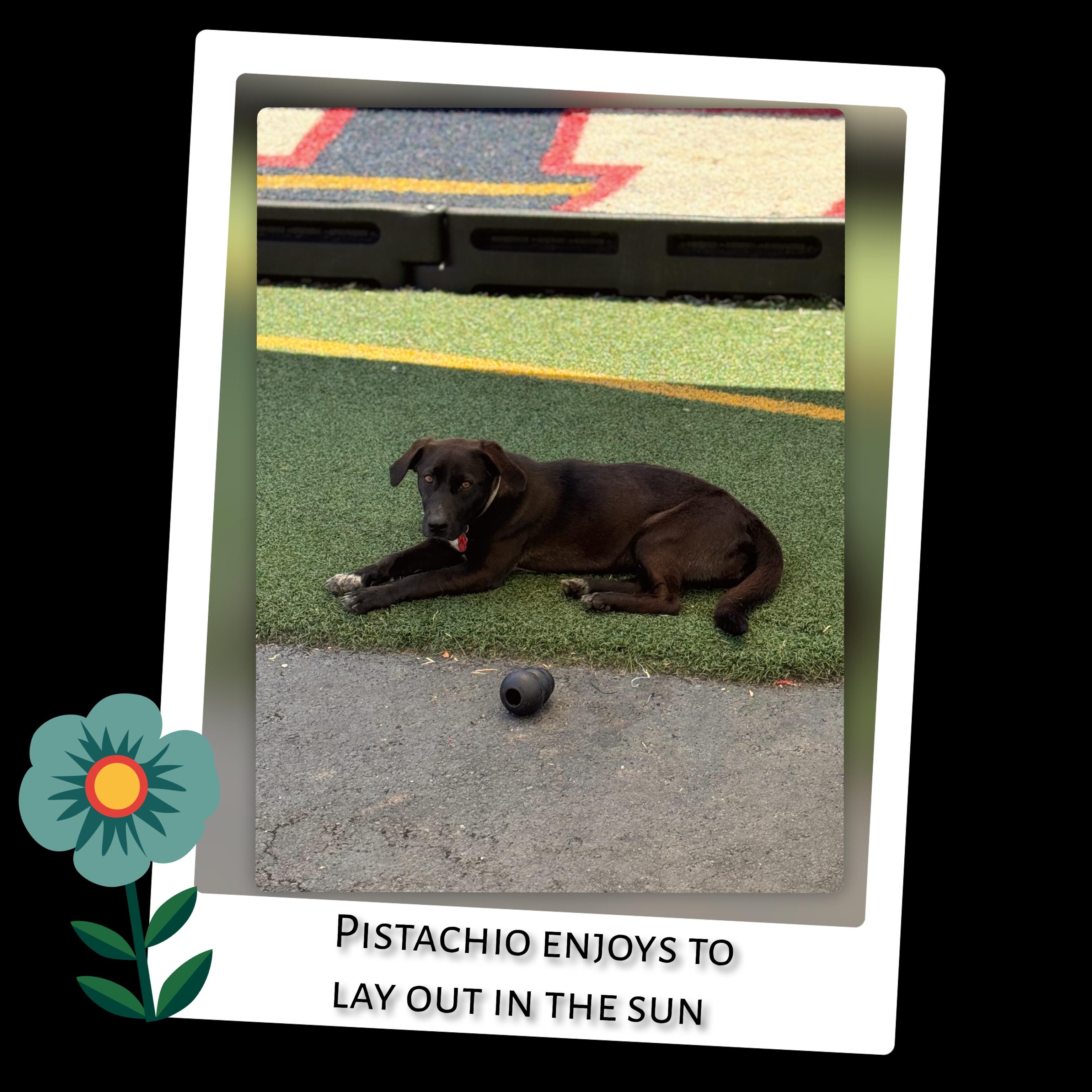 Enlarge Pistachio, a Adoptable mixed breed in Fredericksburg, VA image 4/6