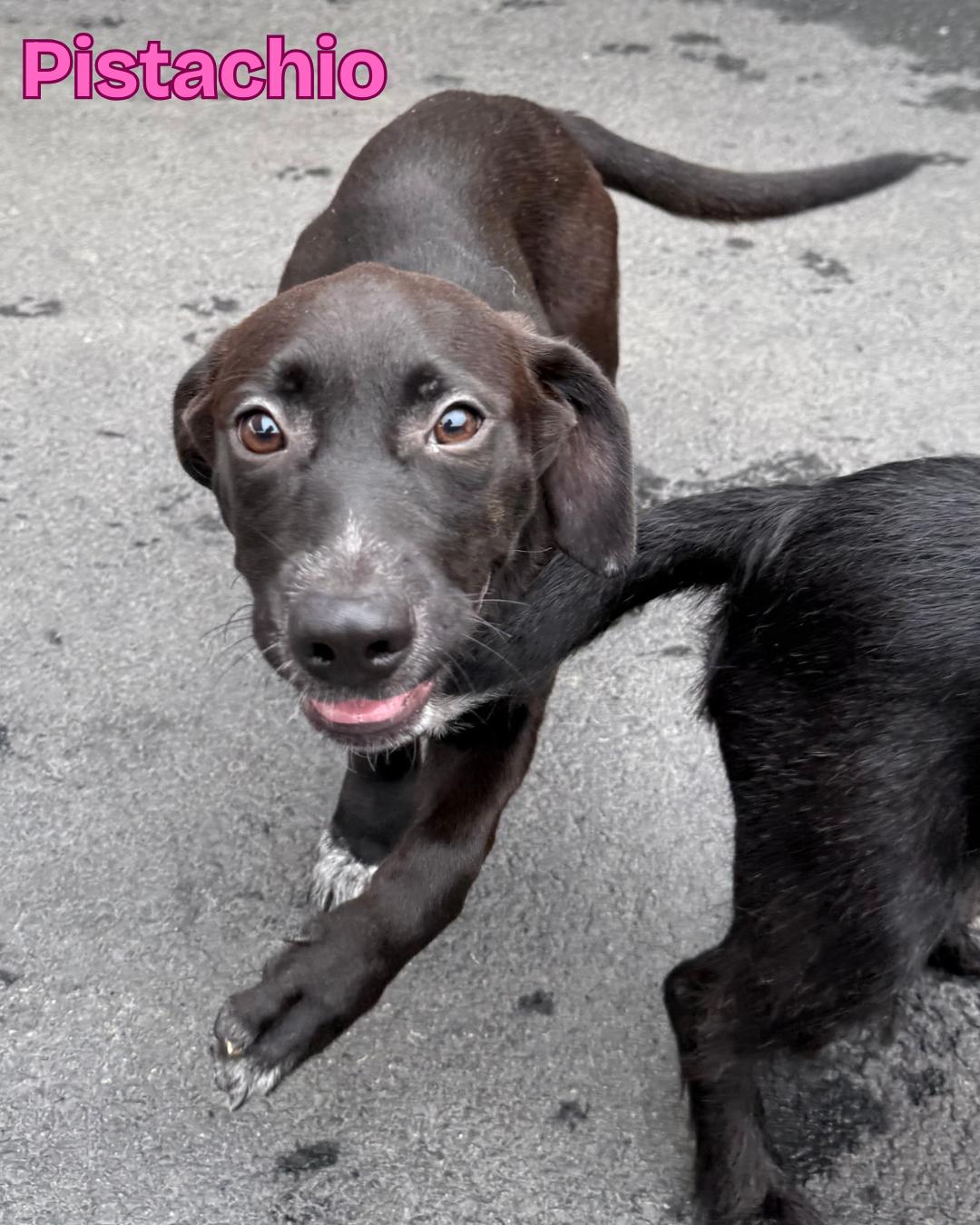 Pistachio, a Adoptable mixed breed in Fredericksburg, VA image 2/6