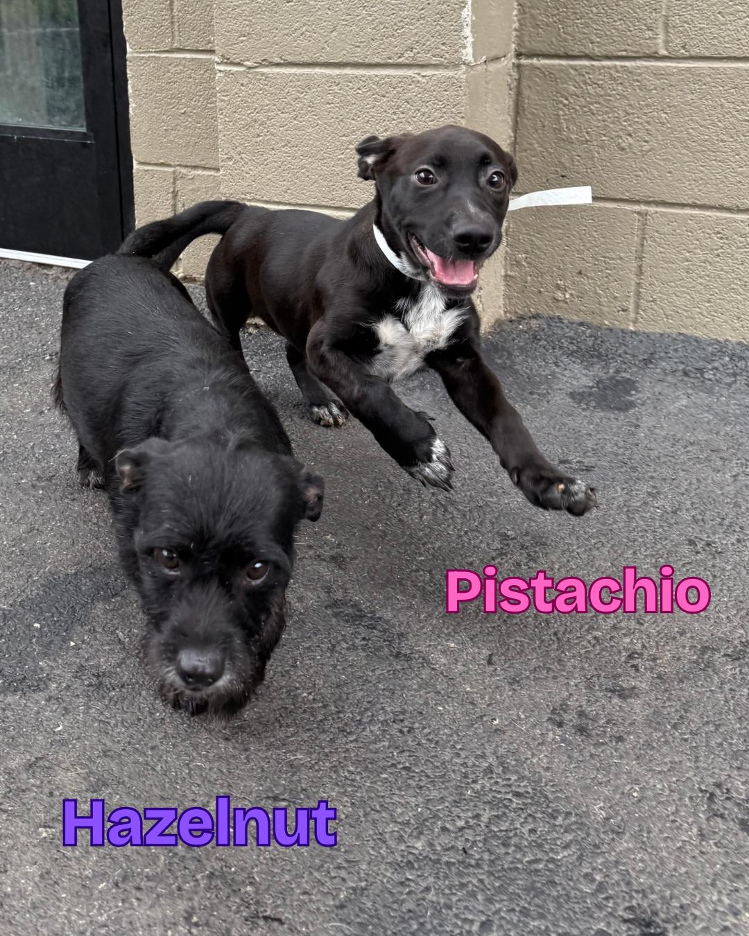 Pistachio