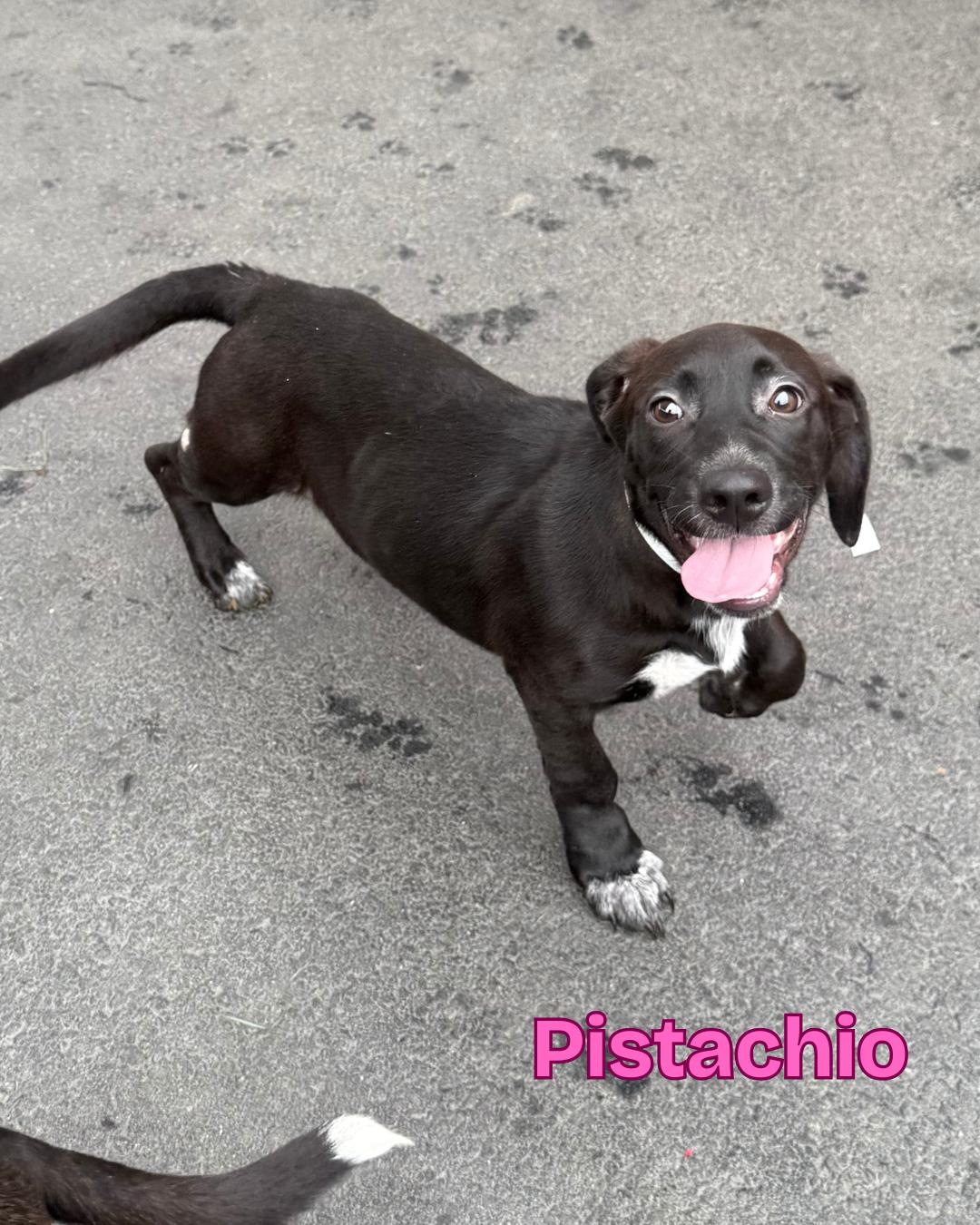 Pistachio, Adoptable, Young Female Terrier.