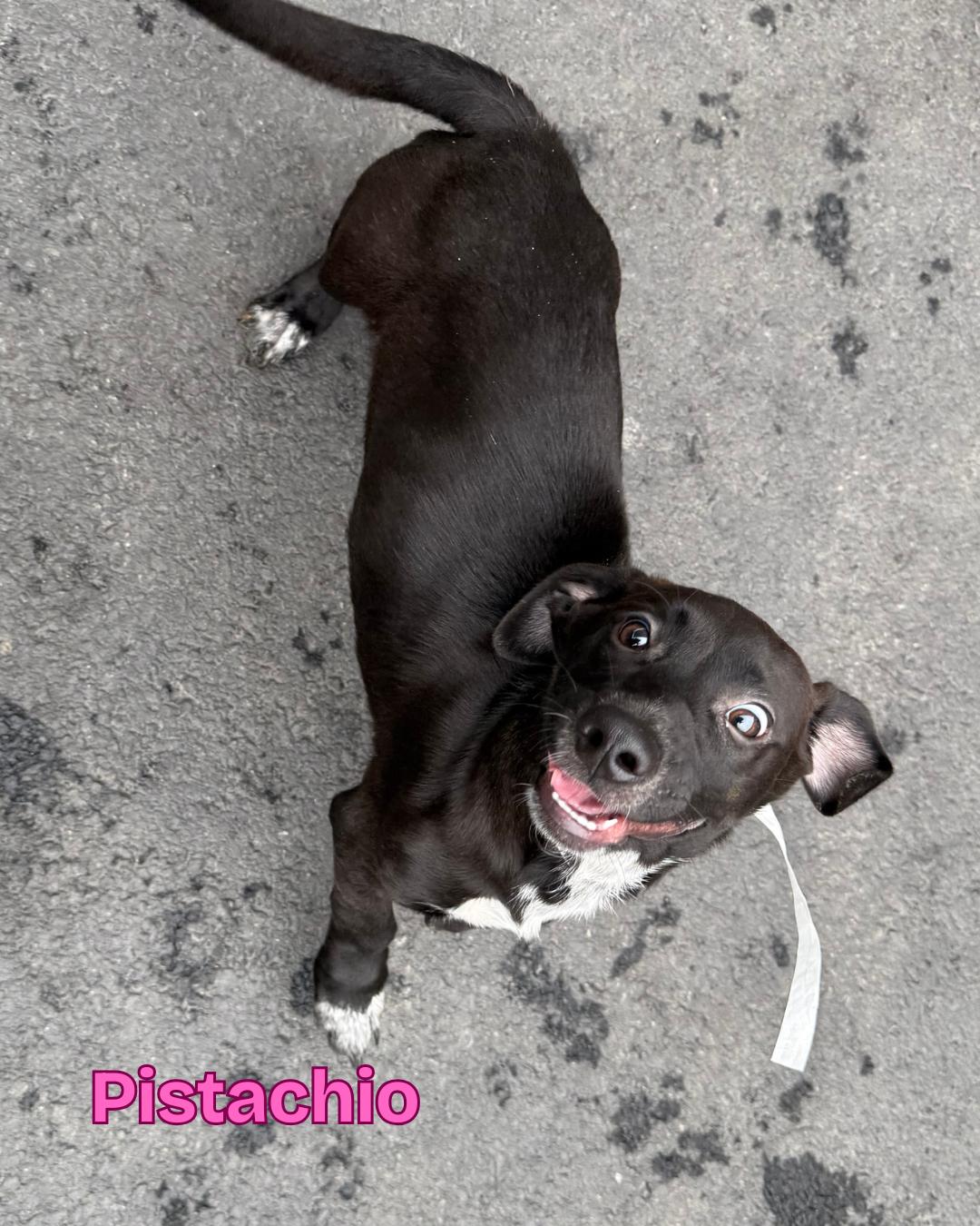 Pistachio, a Adoptable mixed breed in Fredericksburg, VA image 4/6