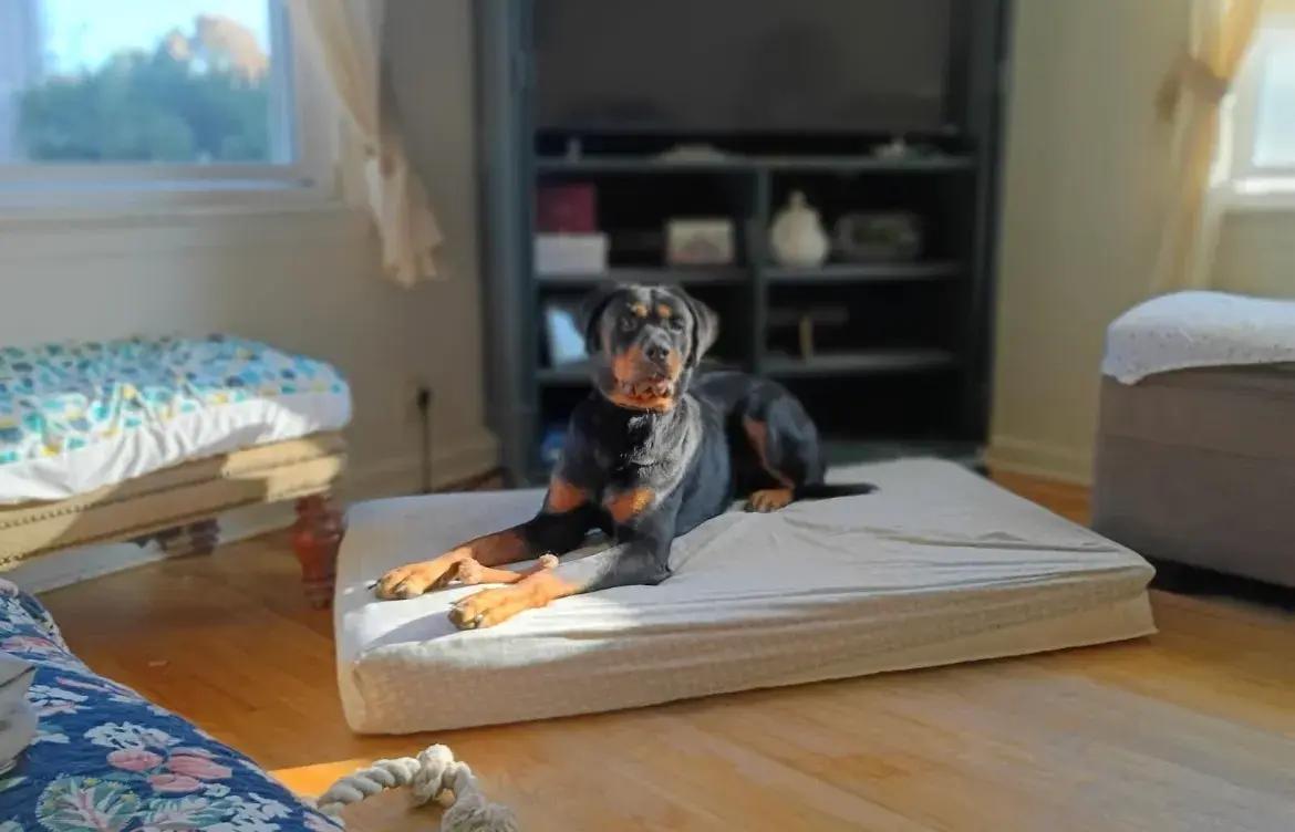 Gillian, a ADOPTABLE Rottweiler in Polk, OH image 3/4