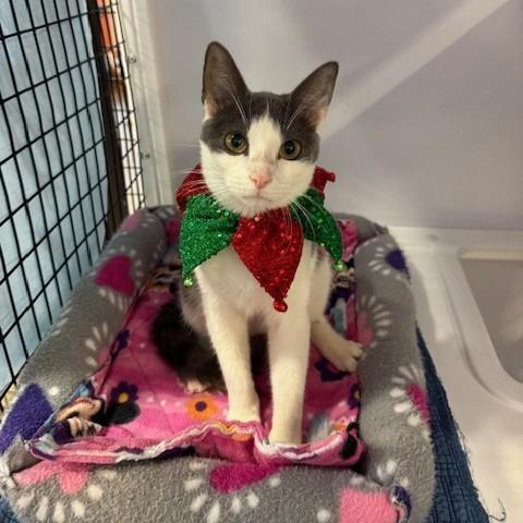 Storm (4), Adoptable, Kitten Male Domestic Short Hair.