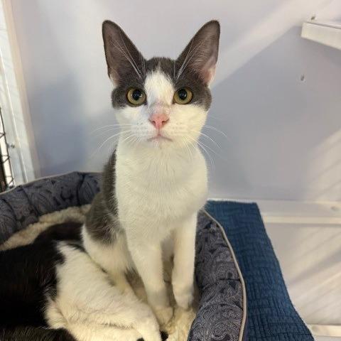 Enlarge Storm (4), a Adoptable Domestic Short Hair in Sarasota, FL image 3/5