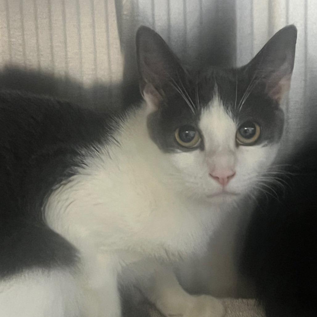 Enlarge Storm (4), a Adoptable Domestic Short Hair in Sarasota, FL image 4/5