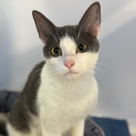 Enlarge Storm (4), a Adoptable Domestic Short Hair in Sarasota, FL image 5/5