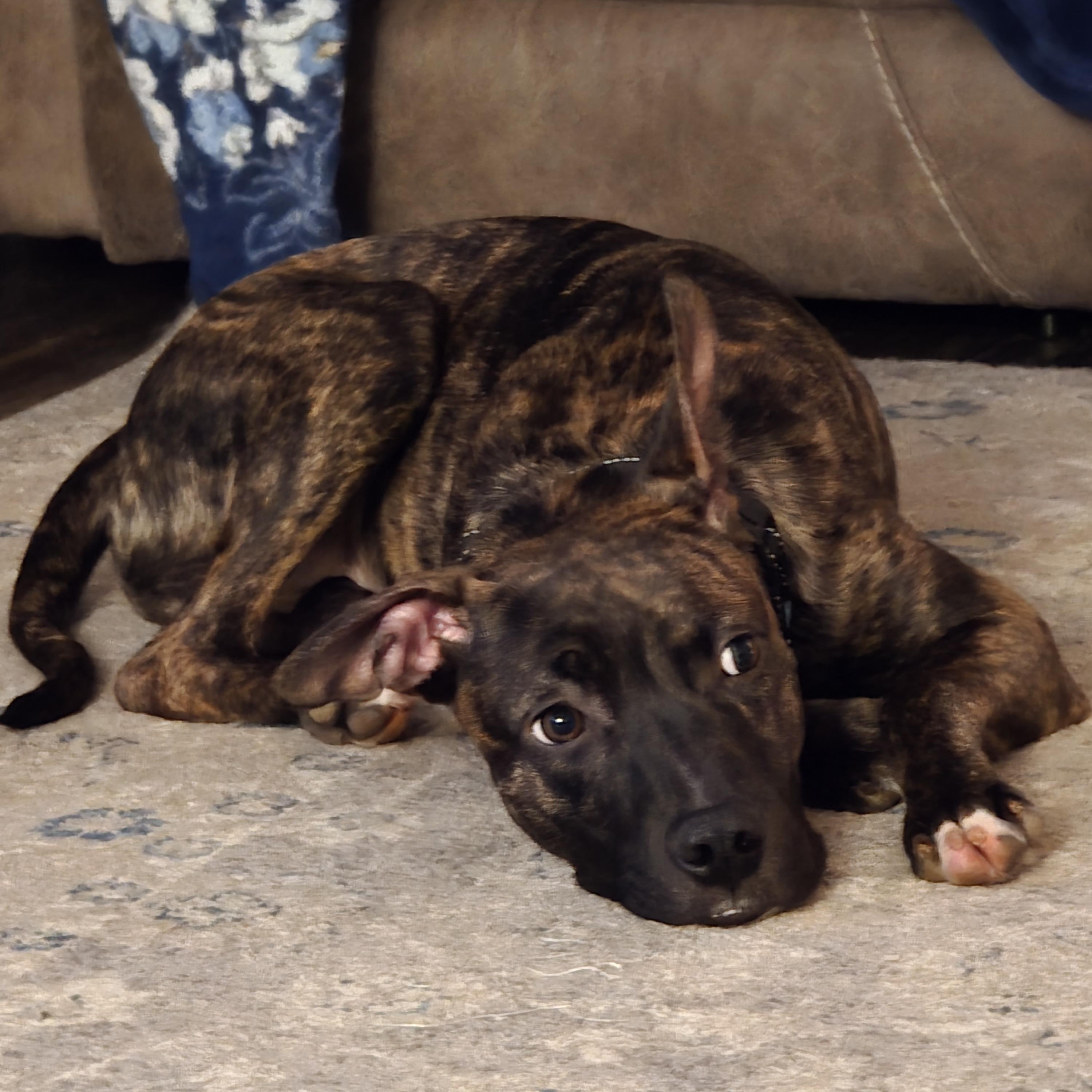 Kiefer, a ADOPTABLE mixed breed in Rock Hill, SC image 1/2