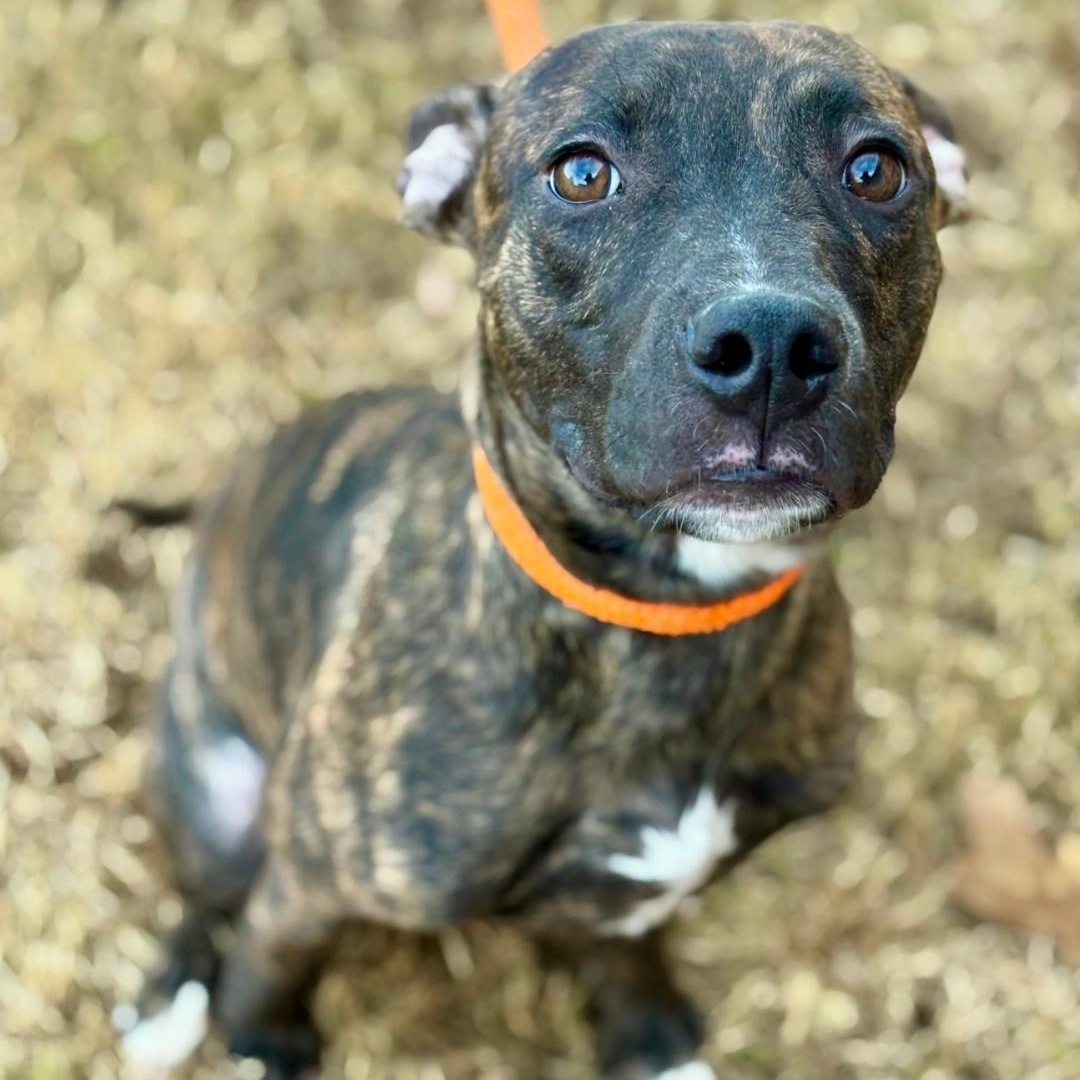 Kiefer, a ADOPTABLE mixed breed in Rock Hill, SC image 2/2