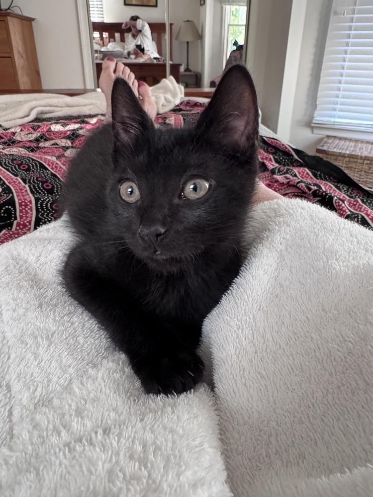 Poblano, a Adoptable Domestic Short Hair in Greenbelt, MD image 1/5