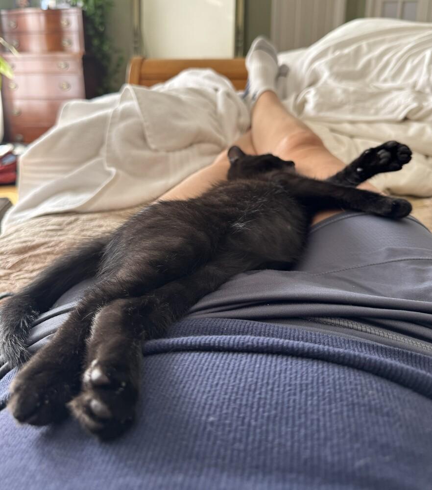 Poblano, a Adoptable Domestic Short Hair in Greenbelt, MD image 4/5
