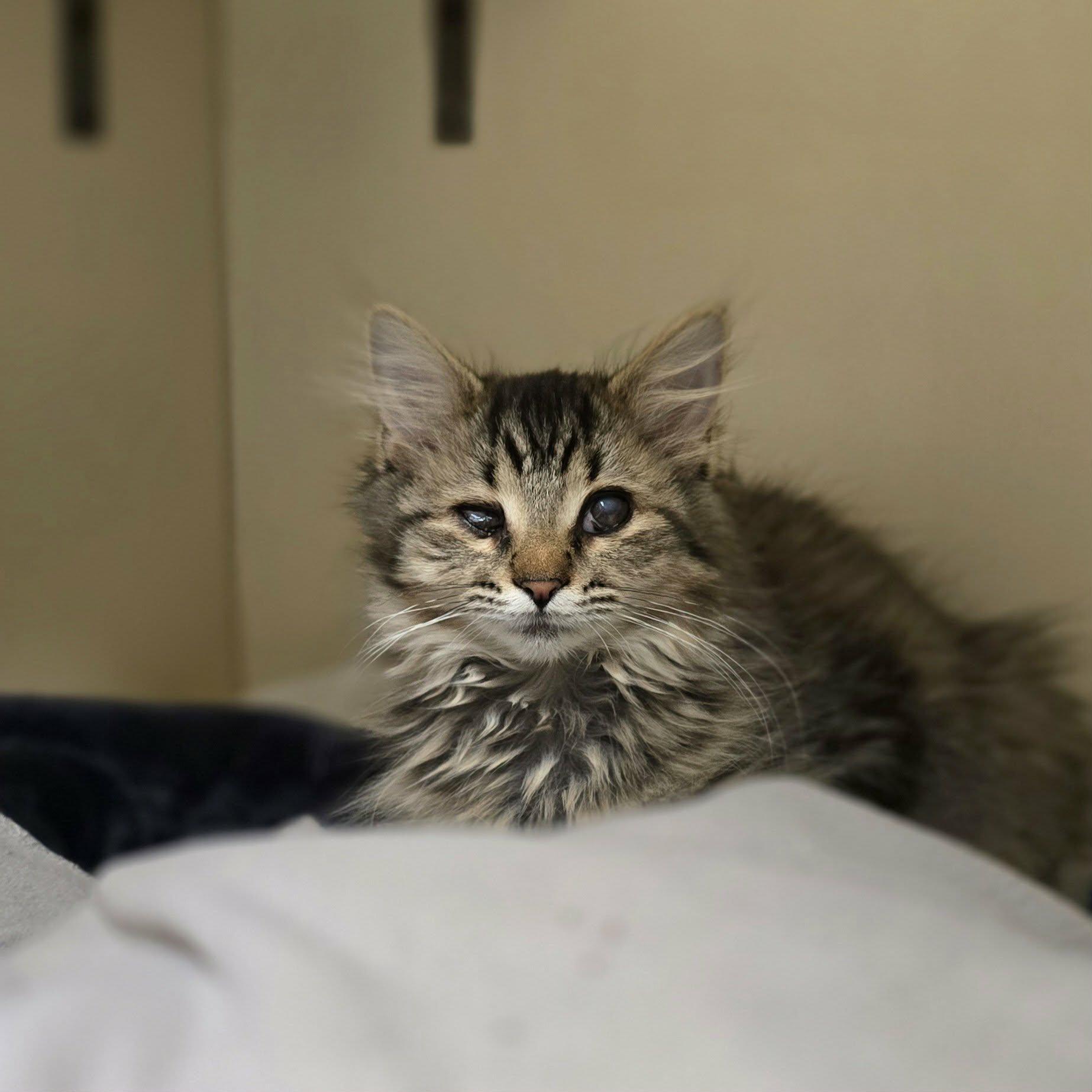 Enlarge Ramen, a ADOPTABLE Domestic Long Hair in New Castle, PA image 2/6