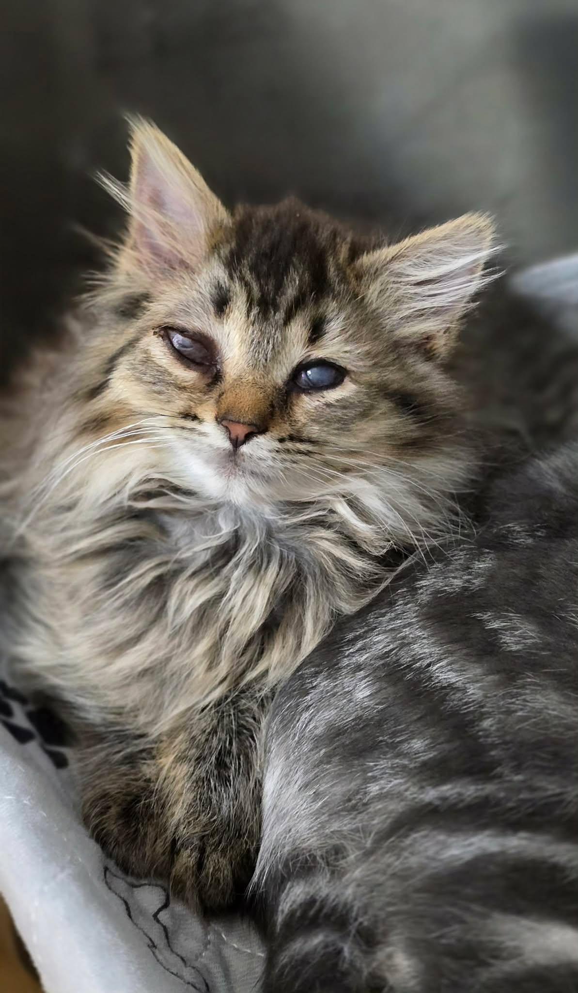 Enlarge Ramen, a ADOPTABLE Domestic Long Hair in New Castle, PA image 1/6