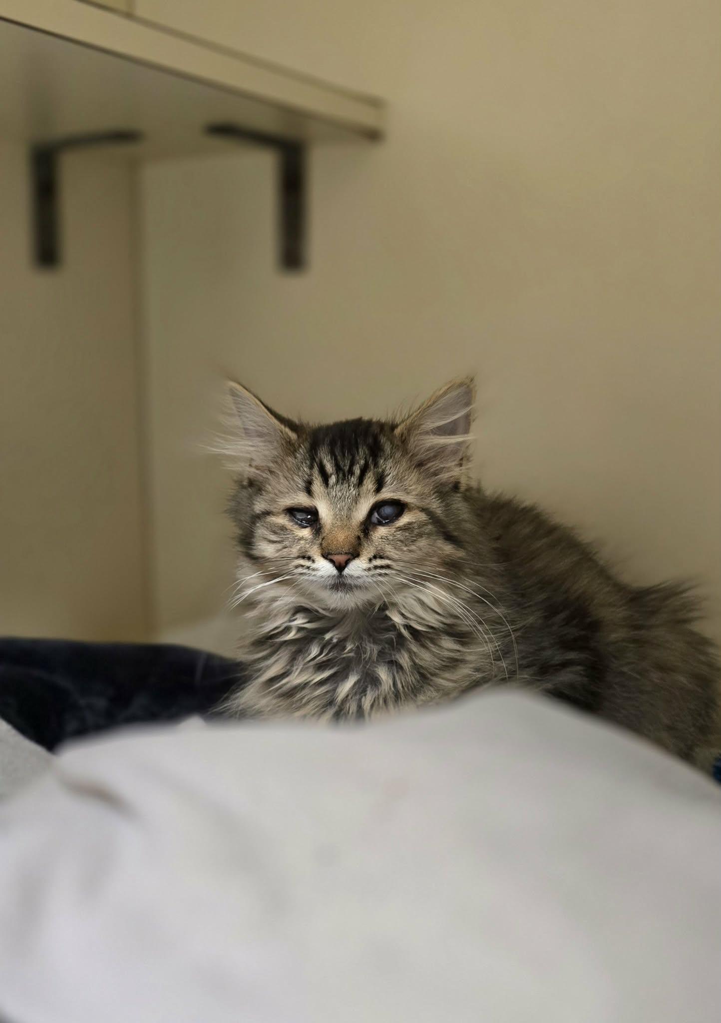 Enlarge Ramen, a ADOPTABLE Domestic Long Hair in New Castle, PA image 4/6