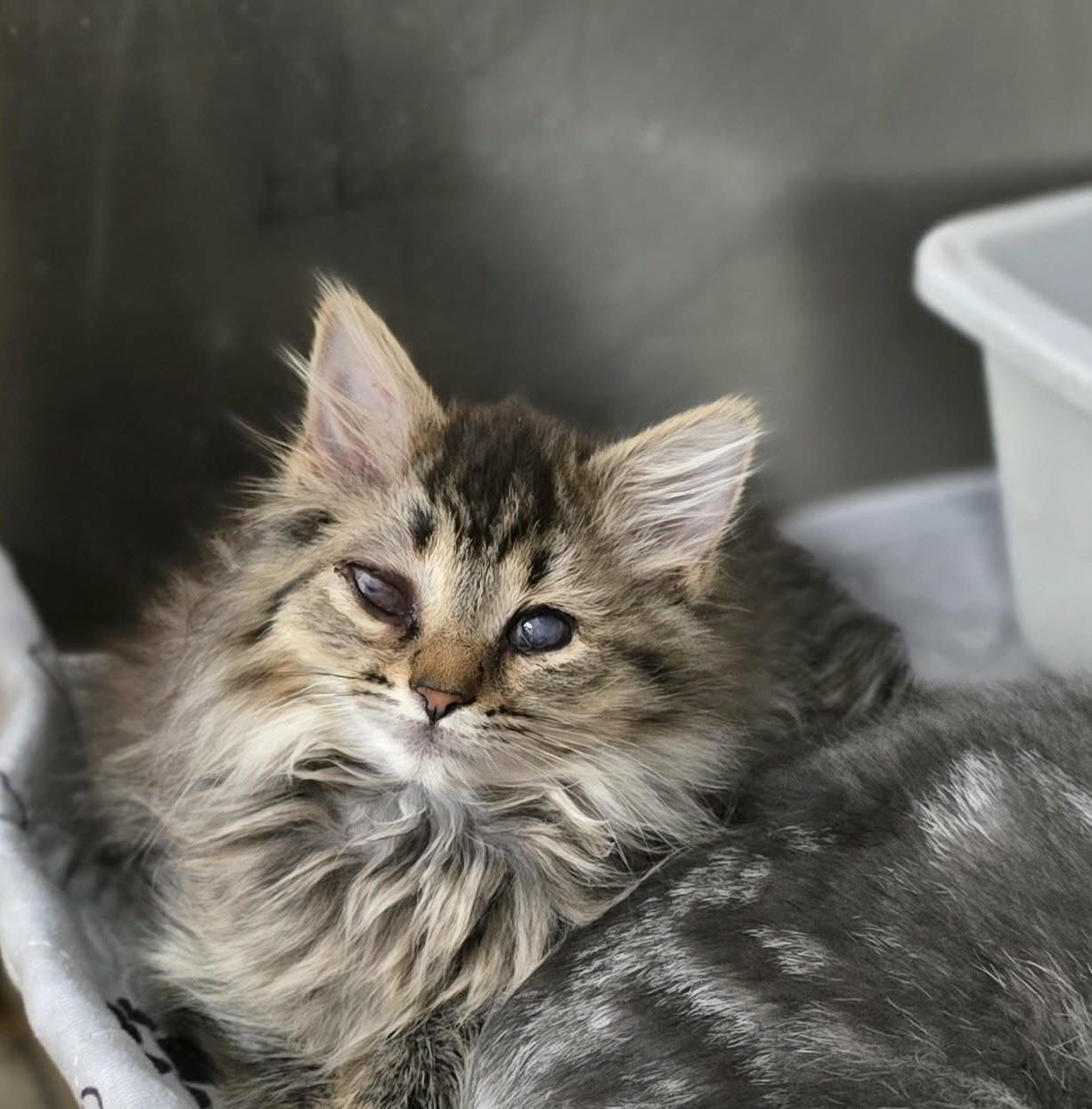 Enlarge Ramen, a ADOPTABLE Domestic Long Hair in New Castle, PA image 3/6