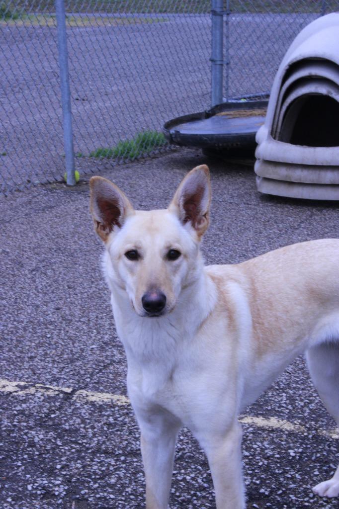 Kyla, Adoptable, Young Female German Shepherd Dog & Mixed Breed.